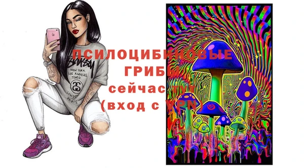 стаф Новокубанск