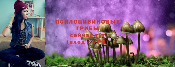 стаф Новокубанск
